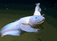 poda