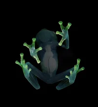 013 A little frog
