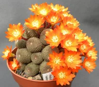 Кактус Ребуция