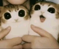 MEWZKIA