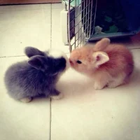 wbmenddmjdmddkdndkdn