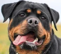 Rottweiler 