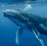 Humpback Whale