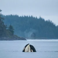 MALE ORCA hybrid