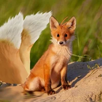 Miles Tails Fox