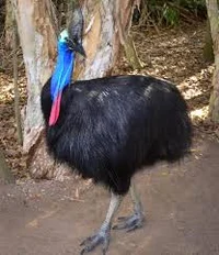 Bill the cassowary
