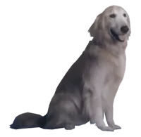jpeg dog