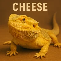 Cheesethebeardeddrag