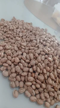 propeller hatted kid