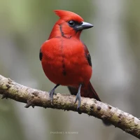 Redjay