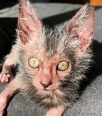 Mau