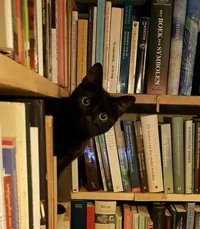 Cat School