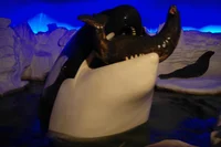 Orca