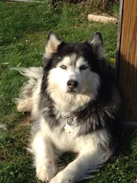 Alaskan malamute 
