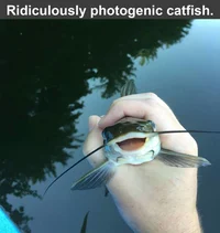 Catfishiu SUI