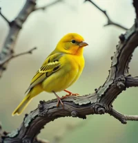 Canary