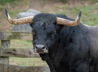 Feral Bull