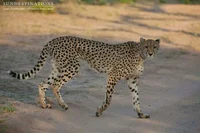 Female cheetah
