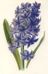 Hyacinthius
