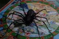 Eight Legs