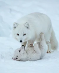 Arctic Fox Life