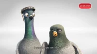 Yona Yoniel pigeons 