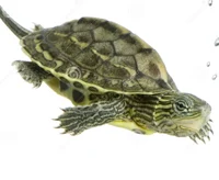Tortuga Ocadia