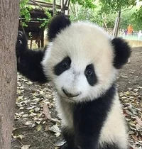 Panda Terzo