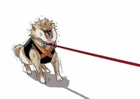 MHA new dog - 023