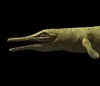 Metriorhynchus