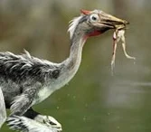 Pelecanimimus