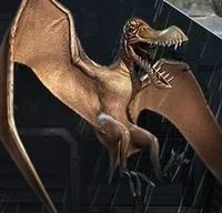 Coloborhynchus