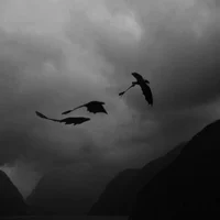 TF141- dragon riders