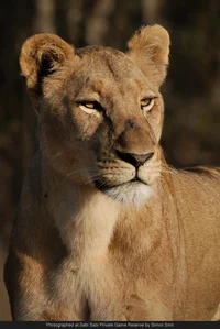 Lioness