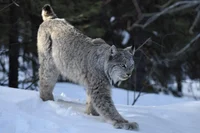 Lynx