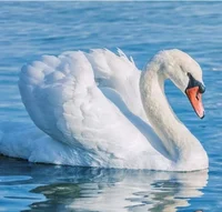 Swan