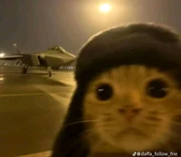 TF141-Cats
