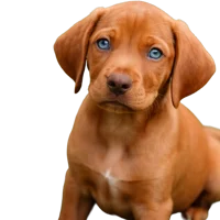 oscar the puppy