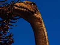 Camarasaurus