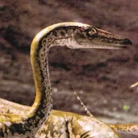 Coelophysis