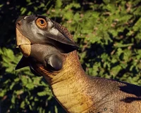 Psittacosaurus