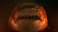 Otodus megalodon 