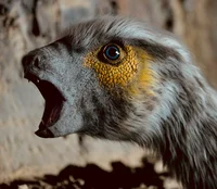 Heterodontosaurus