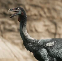 Struthiomimus