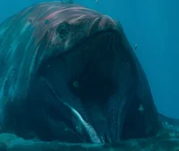 Mosasaurus