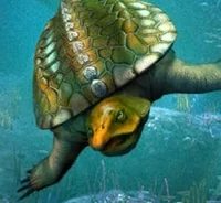 Psephoderma