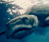 Archelon