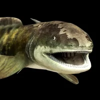 Orthacanthus