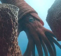 Endoceras