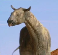 Paraceratherium